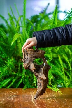 Driftwood For Moss Terrarium, Miniature, Micro Landscape,TS011 -Ncyp Garden Sale Shop IMG 9101 46660ff0 6779 4116 9f05 d759b8d00942