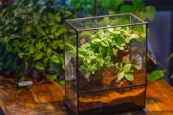 Close Geometric Glass Tin Terrarium With 3 Vents , 8x10" With Side Door, For Insects, Snail , Spider, Micro Landscape -with Warm Light Set -Ncyp Garden Sale Shop IMG 9105 2 30ee4dd2 db1d 4e98 8740 3e2483655b17