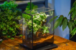 Close Geometric Glass Tin Terrarium With 3 Vents , 8x10" With Side Door, For Insects, Snail , Spider, Micro Landscape -with Warm Light Set -Ncyp Garden Sale Shop IMG 9106 8a231271 fddc 4485 a7ef 01a611f43231