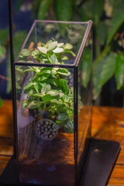 Close Geometric Glass Tin Terrarium With 3 Vents , 8x10" With Side Door, For Insects, Snail , Spider, Micro Landscape -with Warm Light Set -Ncyp Garden Sale Shop IMG 9107 0f4e1329 9dc1 4e0d 8bd2 12bcf0a7e5af