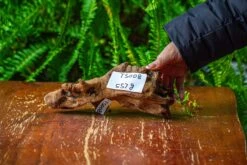 Driftwood For Moss Terrarium, Miniature, Micro Landscape,TS008 -Ncyp Garden Sale Shop IMG 9107 71b1d2d3 5999 4ac3 a9bd 9da2e01e75ff