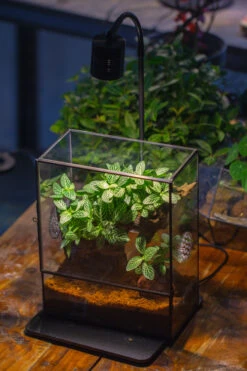 Close Geometric Glass Tin Terrarium With 3 Vents , 8x10" With Side Door, For Insects, Snail , Spider, Micro Landscape -with Warm Light Set -Ncyp Garden Sale Shop IMG 9108 959a15f3 fa82 4f8f 802f 632c3f25e805