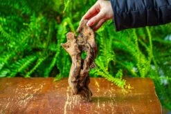 Driftwood For Moss Terrarium, Miniature, Micro Landscape,TS008 -Ncyp Garden Sale Shop IMG 9108 b0ff8995 0b9c 4a02 9289 f06209a7938b