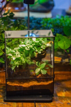 Close Geometric Glass Tin Terrarium With 3 Vents , 8x10" With Side Door, For Insects, Snail , Spider, Micro Landscape -with Warm Light Set -Ncyp Garden Sale Shop IMG 9109 8fbbfd81 8e67 492a be86 e001341f86bc