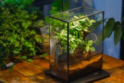 Close Geometric Glass Tin Terrarium With 3 Vents , 8x10" With Side Door, For Insects, Snail , Spider, Micro Landscape -with Warm Light Set -Ncyp Garden Sale Shop IMG 9111 8c544035 e96c 4482 b662 3e641dc6319b
