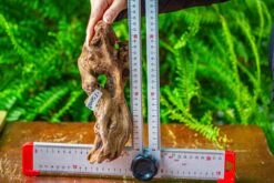 Driftwood For Moss Terrarium, Miniature, Micro Landscape,TS008 -Ncyp Garden Sale Shop IMG 9112 5d30b3cd b5bd 453a 987c 0819da668e09