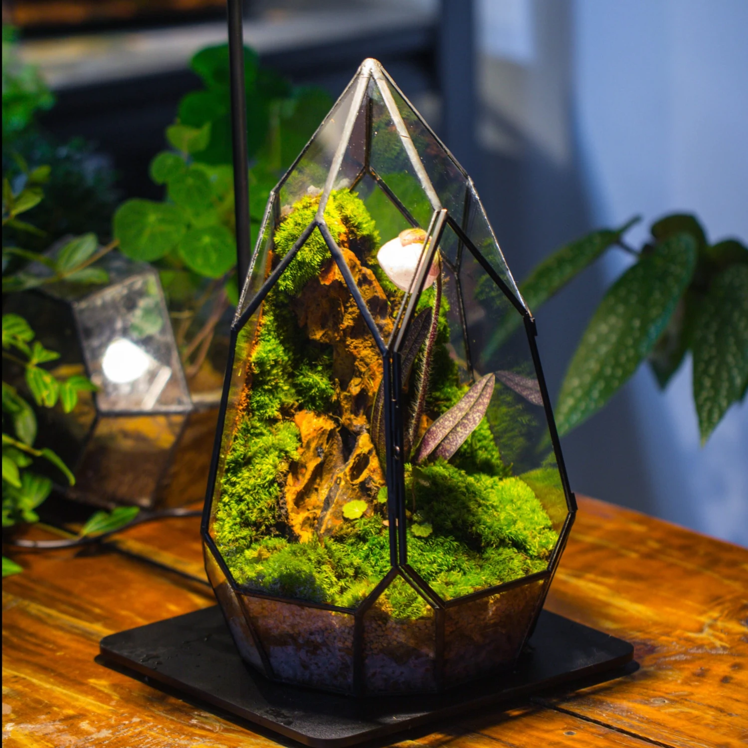 Cliff Terrarium Building DIY Set: Live Moss Cliff TearDrop Close Terrarium With Matching LED Grow Light And Base 1 Cliff Terrarium Building DIY Set: Live Moss Cliff TearDrop Close Terrarium With Matching LED Grow Light And Base