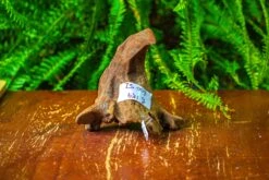 Driftwood For Moss Terrarium, Miniature, Micro Landscape,TS009 -Ncyp Garden Sale Shop IMG 9114 617670be 0c39 4e20 914f a1aa2c466277