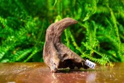 Driftwood For Moss Terrarium, Miniature, Micro Landscape,TS009 -Ncyp Garden Sale Shop IMG 9118 a8247ebf a9b7 4c2e b313 3ea6a1f29d2f