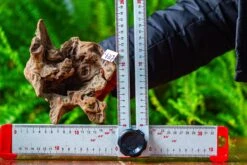 Driftwood For Moss Terrarium, Miniature, Micro Landscape,TS009 -Ncyp Garden Sale Shop IMG 9120 039ca16b a0fe 4935 804b 0b10d130e813