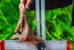 Driftwood For Moss Terrarium, Miniature, Micro Landscape,TS009 -Ncyp Garden Sale Shop IMG 9121