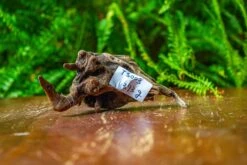 Driftwood For Moss Terrarium, Miniature, Micro Landscape,TS003 -Ncyp Garden Sale Shop IMG 9122 59877577 2e0b 4033 ae45 2f05bdbb4bb7