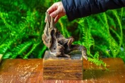 Driftwood For Moss Terrarium, Miniature, Micro Landscape,TS003 -Ncyp Garden Sale Shop IMG 9123