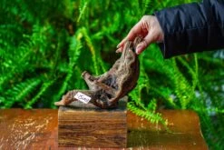 Driftwood For Moss Terrarium, Miniature, Micro Landscape,TS003 -Ncyp Garden Sale Shop IMG 9125