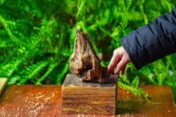 Driftwood For Moss Terrarium, Miniature, Micro Landscape,TS003 -Ncyp Garden Sale Shop IMG 9126