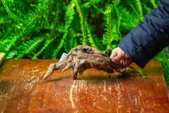 Driftwood For Moss Terrarium, Miniature, Micro Landscape,TS003 -Ncyp Garden Sale Shop IMG 9127 9c0c9897 7a43 4952 8057 2b7f39234c88