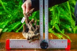 Driftwood For Moss Terrarium, Miniature, Micro Landscape,TS003 -Ncyp Garden Sale Shop IMG 9128