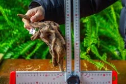 Driftwood For Moss Terrarium, Miniature, Micro Landscape,TS003 -Ncyp Garden Sale Shop IMG 9129 cf3feeac 3eec 4225 8539 648337dbd172