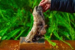 Driftwood For Moss Terrarium, Miniature, Micro Landscape,TS012 -Ncyp Garden Sale Shop IMG 9132