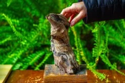 Driftwood For Moss Terrarium, Miniature, Micro Landscape,TS012 -Ncyp Garden Sale Shop IMG 9134 a99b65b9 2c69 443d 97dd eea0d84fb391