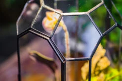 Vintage Tall Octagon Geometric Tin Glass Terrarium , 12.6" , Close, Suitable For Tall Plants, Orchid, Small Begonia Pitcher, Micro Landscape -with Warm Light Set -Ncyp Garden Sale Shop IMG 9141