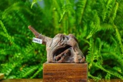 Driftwood For Moss Terrarium, Miniature, Micro Landscape,TS002 -Ncyp Garden Sale Shop IMG 9141 f6ab512b 65aa 4d93 865d 08587c097c80