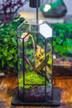 5W Warm White Black LED Grow Light Adjustable With Black Matte Stand, Or Terrarium, Moss, Shade Plants, Multi Size Available Customizable -39cm / 15.4 -Ncyp Garden Sale Shop IMG 9142