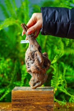 Driftwood For Moss Terrarium, Miniature, Micro Landscape,TS002 -Ncyp Garden Sale Shop IMG 9143 7a06087a 6d1c 4f57 9df6 4d3bcb06a7cc