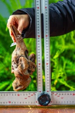 Driftwood For Moss Terrarium, Miniature, Micro Landscape,TS002 -Ncyp Garden Sale Shop IMG 9144 c6ef5948 a9d9 4436 8d48 50ff78481baf