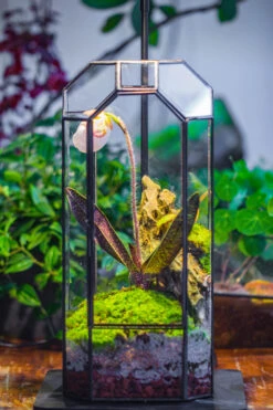 Vintage Tall Octagon Geometric Tin Glass Terrarium , 12.6" , Close, Suitable For Tall Plants, Orchid, Small Begonia Pitcher, Micro Landscape -with Warm Light Set -Ncyp Garden Sale Shop IMG 9145