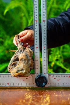 Driftwood For Moss Terrarium, Miniature, Micro Landscape,TS002 -Ncyp Garden Sale Shop IMG 9145 fa18abf2 85a5 4551 a3be f0fa56e87ac2