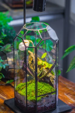 Vintage Tall Octagon Geometric Tin Glass Terrarium , 12.6" , Close, Suitable For Tall Plants, Orchid, Small Begonia Pitcher, Micro Landscape -with Warm Light Set -Ncyp Garden Sale Shop IMG 9146