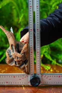 Driftwood For Moss Terrarium, Miniature, Micro Landscape,TS002 -Ncyp Garden Sale Shop IMG 9146 e0007223 1443 4135 a573 63f76ee6882a