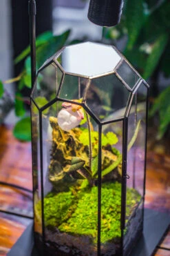 5W Warm White Black LED Grow Light Adjustable With Black Matte Stand, Or Terrarium, Moss, Shade Plants, Multi Size Available Customizable -39cm / 15.4 -Ncyp Garden Sale Shop IMG 9147