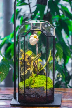 Vintage Tall Octagon Geometric Tin Glass Terrarium , 12.6" , Close, Suitable For Tall Plants, Orchid, Small Begonia Pitcher, Micro Landscape -with Warm Light Set -Ncyp Garden Sale Shop IMG 9149 4b4f380f 77e8 46d0 b7bf c6bc85380ec0