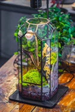 Vintage Tall Octagon Geometric Tin Glass Terrarium , 12.6" , Close, Suitable For Tall Plants, Orchid, Small Begonia Pitcher, Micro Landscape -with Warm Light Set -Ncyp Garden Sale Shop IMG 9151 87f65452 27ac 4a15 aa89 2fb783e15148