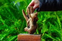 Driftwood For Moss Terrarium, Miniature, Micro Landscape,TS006 -Ncyp Garden Sale Shop IMG 9152