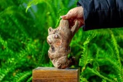 Driftwood For Moss Terrarium, Miniature, Micro Landscape,TS006 -Ncyp Garden Sale Shop IMG 9153 eae2437d 3457 49d9 b39e 2259306e2a97