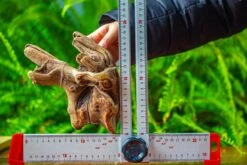 Driftwood For Moss Terrarium, Miniature, Micro Landscape,TS006 -Ncyp Garden Sale Shop IMG 9154 05f83659 ad2a 47b6 9c63 a61314036f03