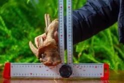 Driftwood For Moss Terrarium, Miniature, Micro Landscape,TS006 -Ncyp Garden Sale Shop IMG 9155 c1d3b200 8701 459f 9f10 a253b691b33c