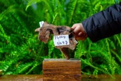 Driftwood For Moss Terrarium, Miniature, Micro Landscape,TS004 -Ncyp Garden Sale Shop IMG 9156 90286fc7 e055 4d15 afb8 12d10e720bce