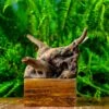Driftwood For Moss Terrarium, Miniature, Micro Landscape,TS004
