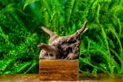 Driftwood For Moss Terrarium, Miniature, Micro Landscape,TS004 -Ncyp Garden Sale Shop IMG 9157 ddaa3ca6 753b 4bd5 829e 8c9063da4a67