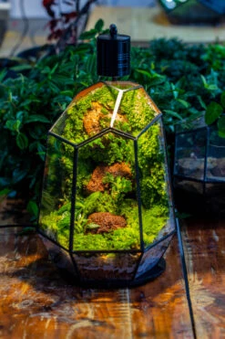 5W Warm White Black LED Grow Light Adjustable With Black Matte Stand, Or Terrarium, Moss, Shade Plants, Multi Size Available Customizable -34cm / 13.4 -Ncyp Garden Sale Shop IMG 9159