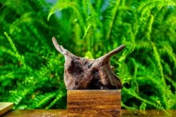 Driftwood For Moss Terrarium, Miniature, Micro Landscape,TS004 -Ncyp Garden Sale Shop IMG 9159 a552cc57 dbea 4bf8 b8ef bc857d09d405