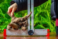 Driftwood For Moss Terrarium, Miniature, Micro Landscape,TS004 -Ncyp Garden Sale Shop IMG 9163 d2c4ea8c fa40 4817 9488 faae709fe885