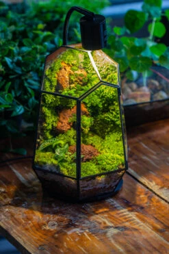 5W Warm White Black LED Grow Light Adjustable With Black Matte Stand, Or Terrarium, Moss, Shade Plants, Multi Size Available Customizable -34cm / 13.4 -Ncyp Garden Sale Shop IMG 9164