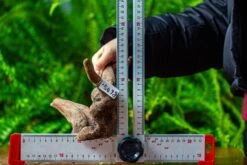 Driftwood For Moss Terrarium, Miniature, Micro Landscape,TS004 -Ncyp Garden Sale Shop IMG 9164 ce39b449 1a00 421b b9d1 c1f43d831e0d
