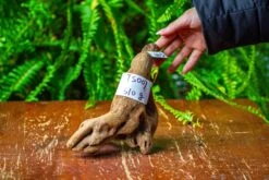 Driftwood For Moss Terrarium, Miniature, Micro Landscape,TS007 -Ncyp Garden Sale Shop IMG 9165 a76d447f aed4 4e32 aa9b 9533020da875