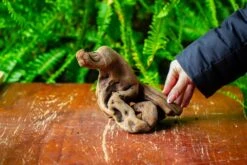 Driftwood For Moss Terrarium, Miniature, Micro Landscape,TS007 -Ncyp Garden Sale Shop IMG 9168 1472016a 9723 4a9f a063 43ada815c531